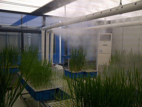 實驗室培養(yǎng) 實驗室培養(yǎng)